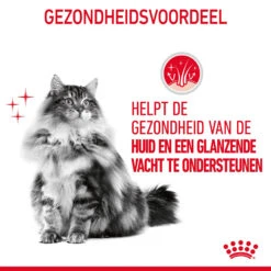 Royal Canin Hair & Skin In Jelly - Kattenvoer -Almo nature Winkle SPhmp0XF7C5VG0uOaY8KhmP2YCmfvp metaUm95YWwtQ2FuaW4tSGFpci0mLVNraW4taW4tSmVsbHlfMDMuanBn