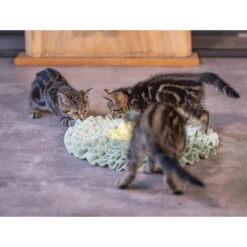 Beeztees Kitten Snuffelmat Flowie -Almo nature Winkle beeztees kitten snuffelmat flowie 216526 2000 none