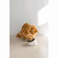 Designed By Lotte Kattenvoerbak Vita 21 Designed By Lotte Kattenvoerbak Vita -Almo nature Winkle designed by lotte kattenvoerbak vita 221521 1500 none