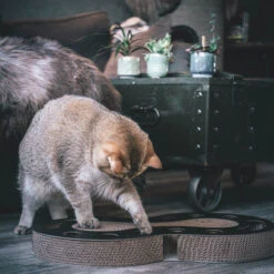 District 70 Snake 11 District 70 Snake -Almo nature Winkle district 70 snake kattenspeelgoed 190421 2000 none