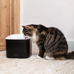 Ebi Manoa Drinkfontein 15 Ebi Manoa Drinkfontein -Almo nature Winkle ebi manoa drinkfontein 221800 1000 none