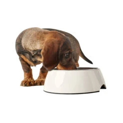 Hunter Melamine Voer- En Drinkbak - Wit -Almo nature Winkle hunter melamine voer en drinkbak wit 169567 0500 none