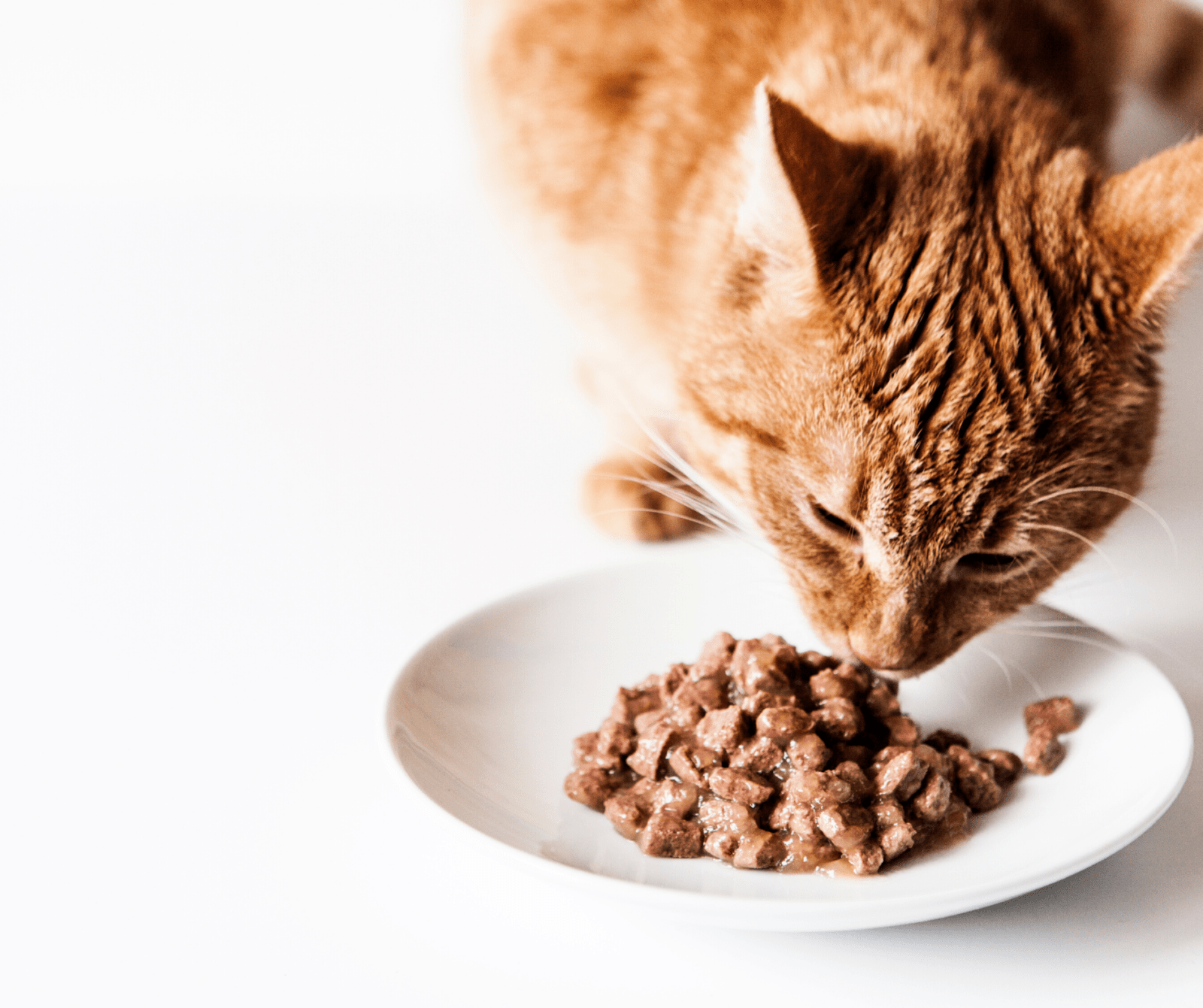 Almo nature Winkle -Almo nature Winkle AA52CB42 6788 425B 89E7 70406B52B555